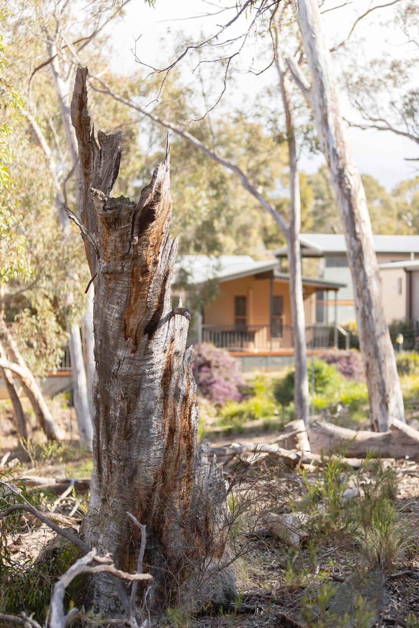 Alivio Tourist Park Canberra Luaran gambar